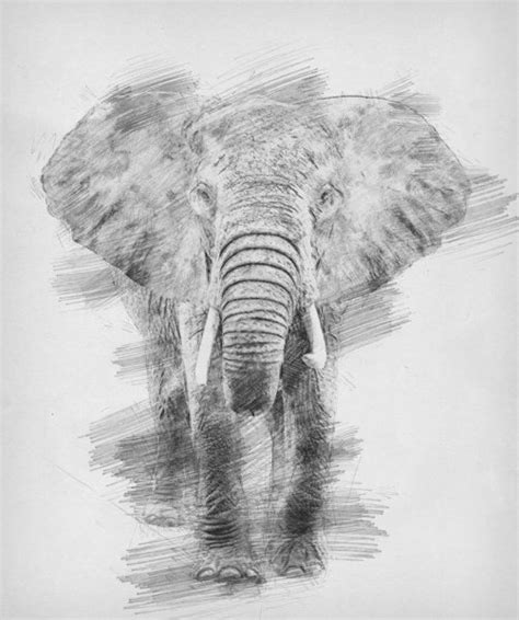 4 cara untuk menggambar gajah wikihow. Sketsa Gajah Kartun / Cara Menggambar Binatang Atau Hewan ...