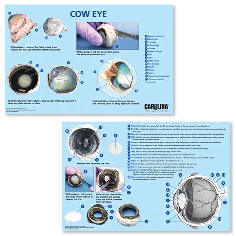 Carolina® Eye Dissection Mat Carolina Biological Supply