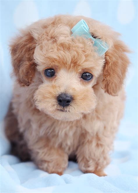 We deal in all kinds of breeds to make sure you're able. toy poodle puppy in a tea cup (With images) | Poodle puppy, Puppies, Teacup poodle puppies