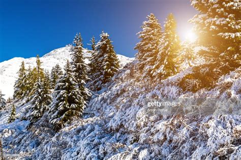 Winter Sunrise In The Forest In The Alps Mountains Bettmeralp