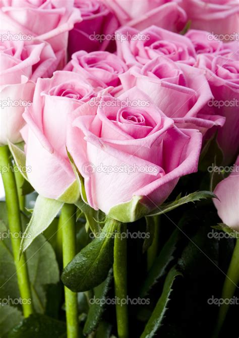 Beautiful Roses — Stock Photo © Janpietruszka 30775473