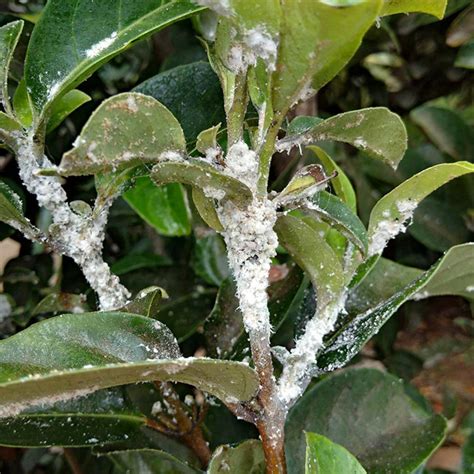 Aphids And Mealybugs Plus How To Control Them