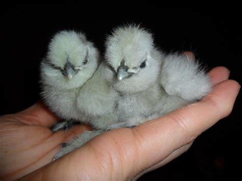 Baby Silkie Chicks Chickchick Pinterest