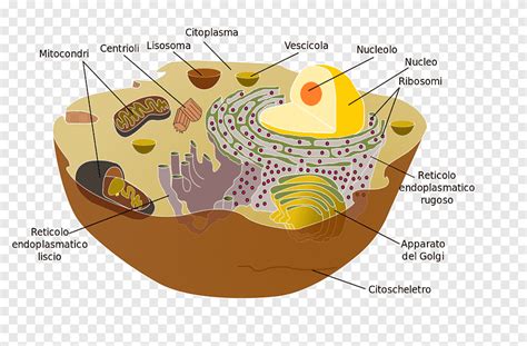 Organel Celmembraan Cytoplasma Eukaryoot Libri Biologie Cel Png PNGEgg