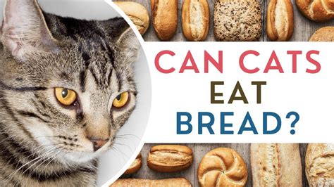 Can Cats Eat Bread Youtube