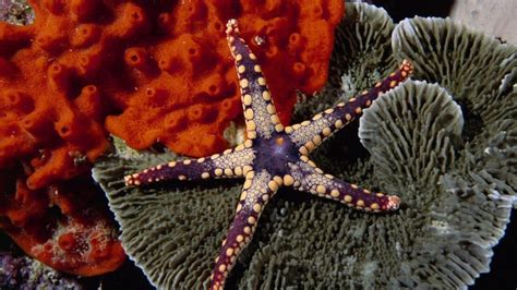 1155342 Food Abstract Fractal Pattern Coral Starfish Mandelbrot