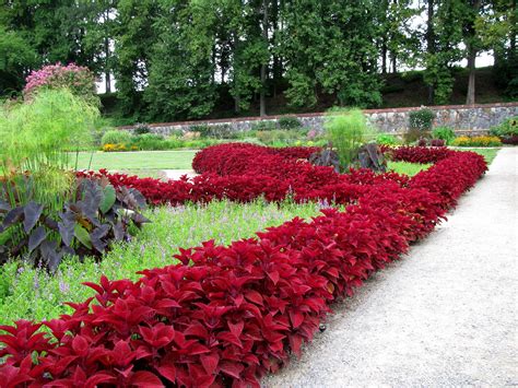 I Am Going To Create A Coleus Border In My Front Bed This Summer Wow