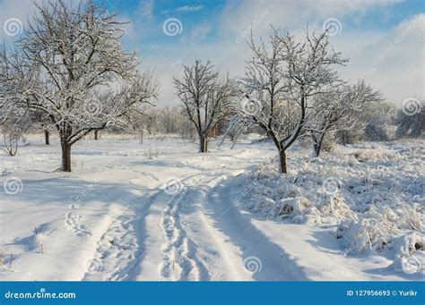 Winter Landscape With An Earth Road In Orchard Stock Image Image Of