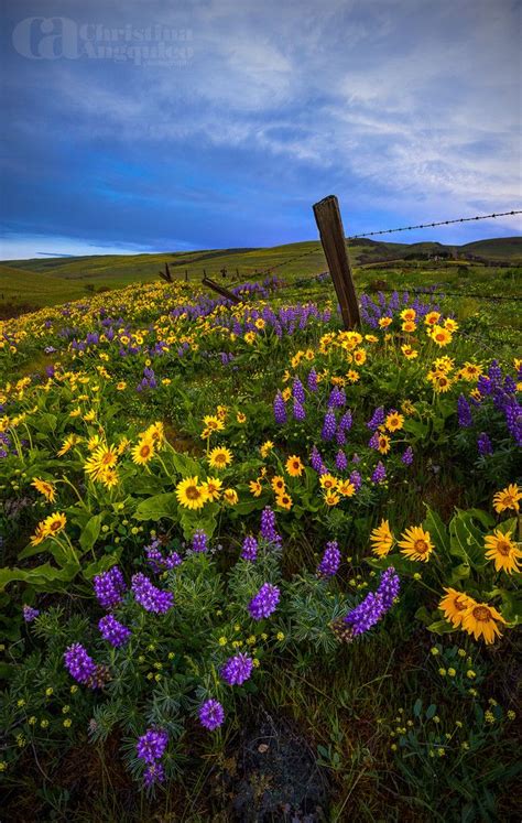 Greener Grass By Christina Angquico Columbia Hills State Park