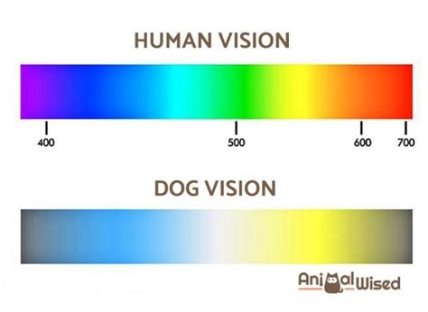 The colors they percieve are not at rich or as many as humans can see. What Colors Can Dogs See? - Find Out Here!