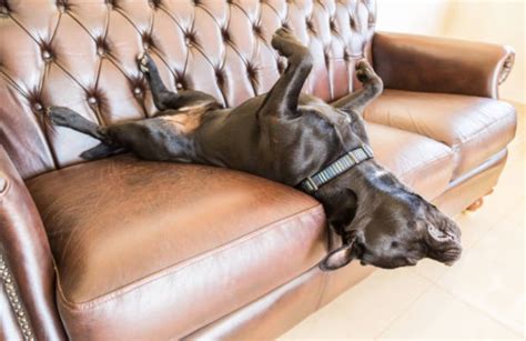 5 astuces pour dissuader votre chien de monter sur le canapé