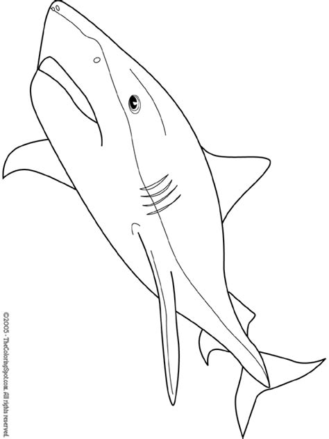 Tiger Shark Coloring Page | Audio Stories for Kids | Free Coloring