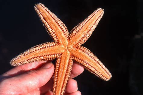 Touching Hearts Starfish Asteroidea