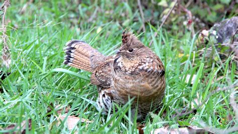 Ruffed Grouse Profile Rises With West Nile Debate About Season