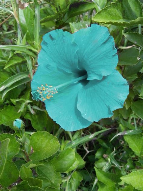 Blue Hawaiian Flower Boquette Flowers Hibiscus Flowers Exotic Flowers