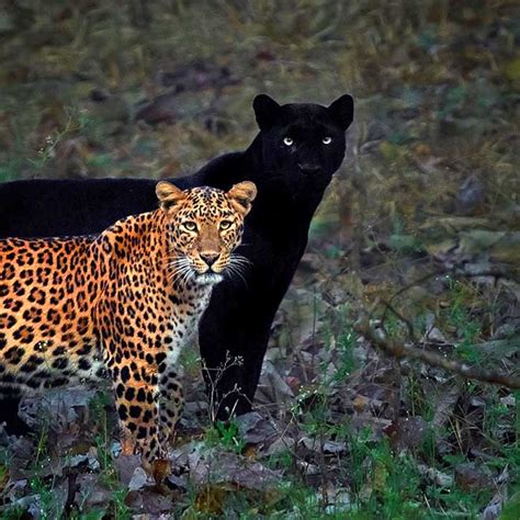 Rare Pic Of Black Panther And Leopard Pair In Kabini