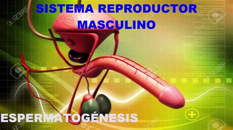 Sistema Reproductor Masculino Partes Internas Y Externas Fisiología