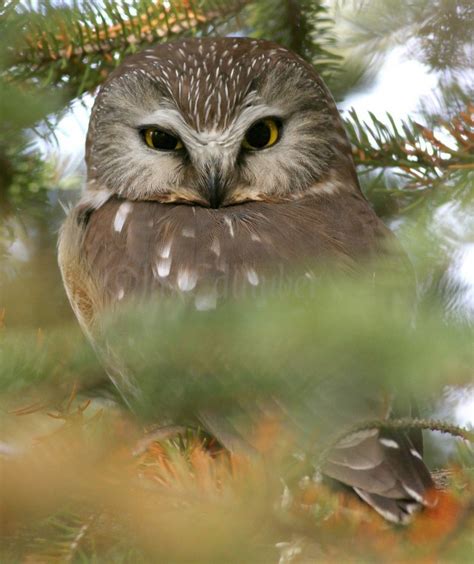 Northern Saw Whet Owl In Wisconsin On January Window To Wildlife Photography By Jim