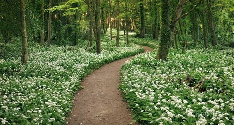 Path In Spring Forest By Richard Crox