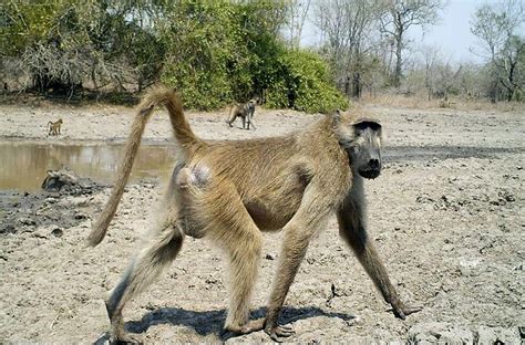 Why Do Male Baboons Fondle Each Others Genitals Realclearscience