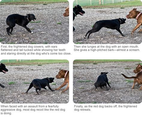 Dog Body Language Human Canine Interactions