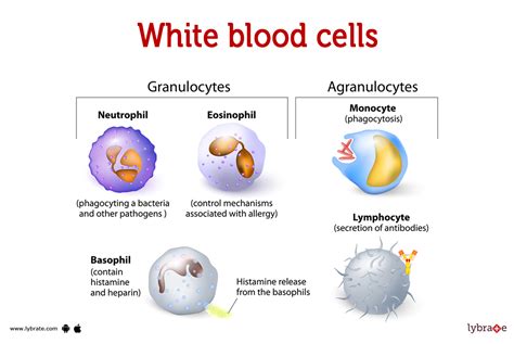 White Blood Cells Human Anatomy Picture Functions Diseases And