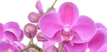 Comment Prendre Soin De Son Orchid E Papillon Jardin Eden