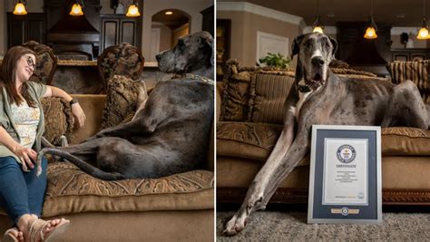 Tallest Dog Zeus Dies At Age Three Following Tragic Cancer Battle