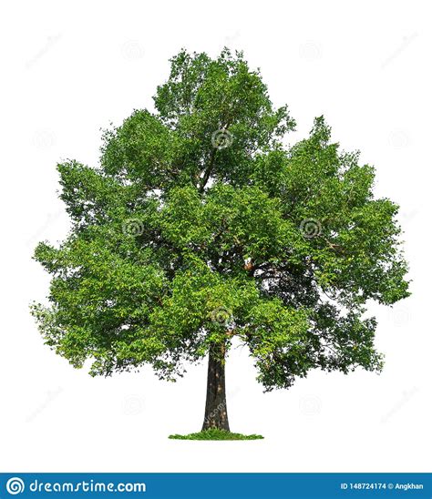 Isolated Single Big Tree On White Background Stock Photo Image Of
