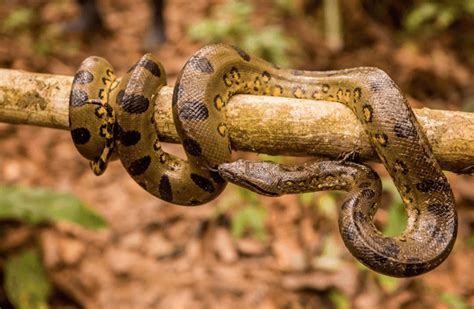 Amazon Jungle Snakes Anaconda