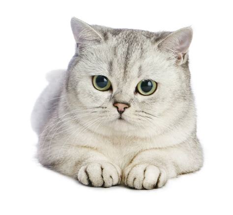Gray British Shorthair Cat Stock Photo Image Of Kitty Fluffy 72989116