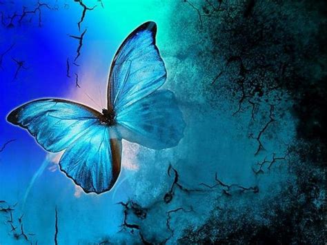Free Download Butterflies Graphic Wallpapers Download Green Butterfly