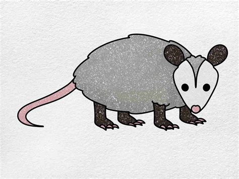 How To Draw An Opossum Helloartsy