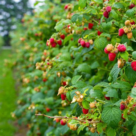 Usda Organic Heritage Everbearing Raspberries