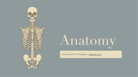 Free Anatomy Powerpoint Template Prezentr