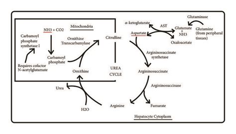 Ammonia Urea Cycle