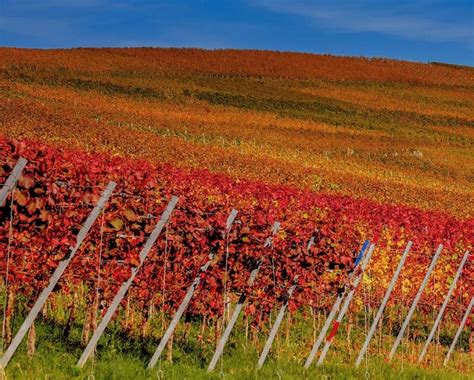 Visitare Le Langhe In Autunno Foliage Dove Dormire E Dove Mangiare