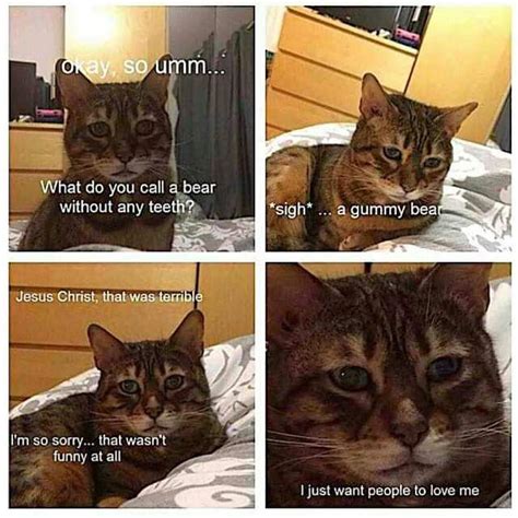 Cat Memes 2019 60 Cat Memes To Inspire You To Take A Photo Of Your