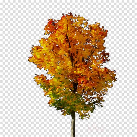 Fall Tree Png Png Image Collection