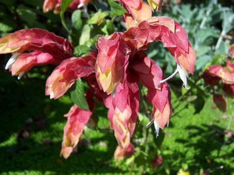 Confessions Of A Lazy Gardener Whats Blooming In April The Shrimp Plant