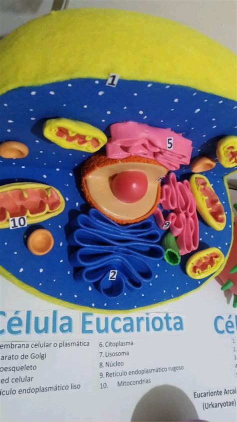 Maqueta Célula Eucariota Maquetas De Celulas Eucariota Celula Eucariota