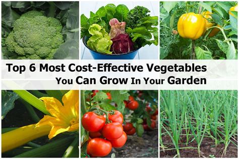 Top 6 Most Cost Effective Vegetables You Can Grow In Your