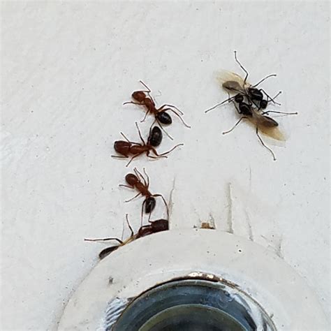 Flying Ant Vs Termite Pics Termites Info