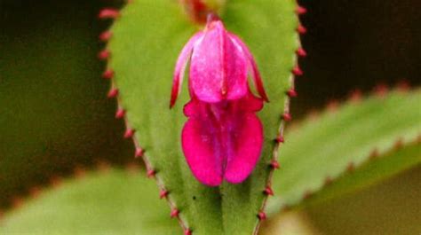 Four ‘extinct Plant Species Rediscovered The Hindu