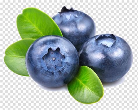 Download High Quality Blueberry Clipart Illustration Transparent Png