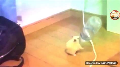 Hamster Dancing With Water Bottle Meme Youtube