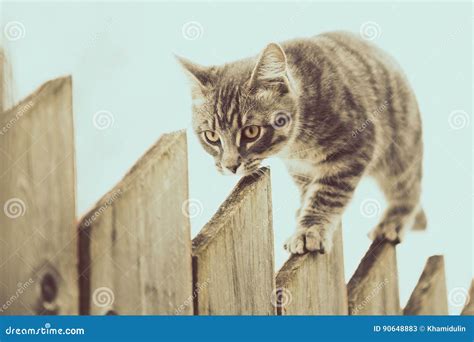 Fluffy Gray Cat Walking On A Old Wooden Fence Stock Image Image Of