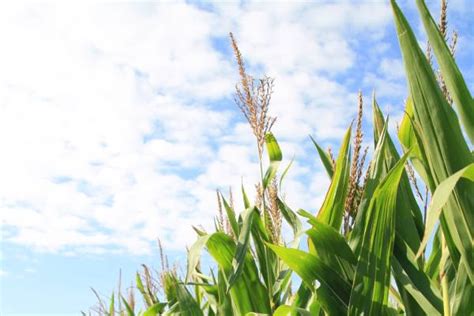Evaluate Corn Stalk Strength Prior To Harvest Corn