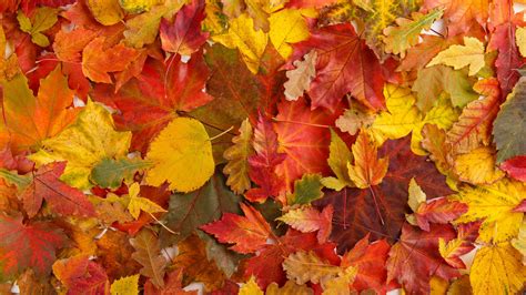 Wer farbe in seinen garten bringen will, sollte nicht denken, im herbst sei alle schönheit dahin. Warum verfärben sich Blätter im Herbst bunt?