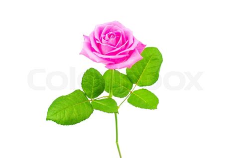 Pink Rose Isolated Stock Image Colourbox